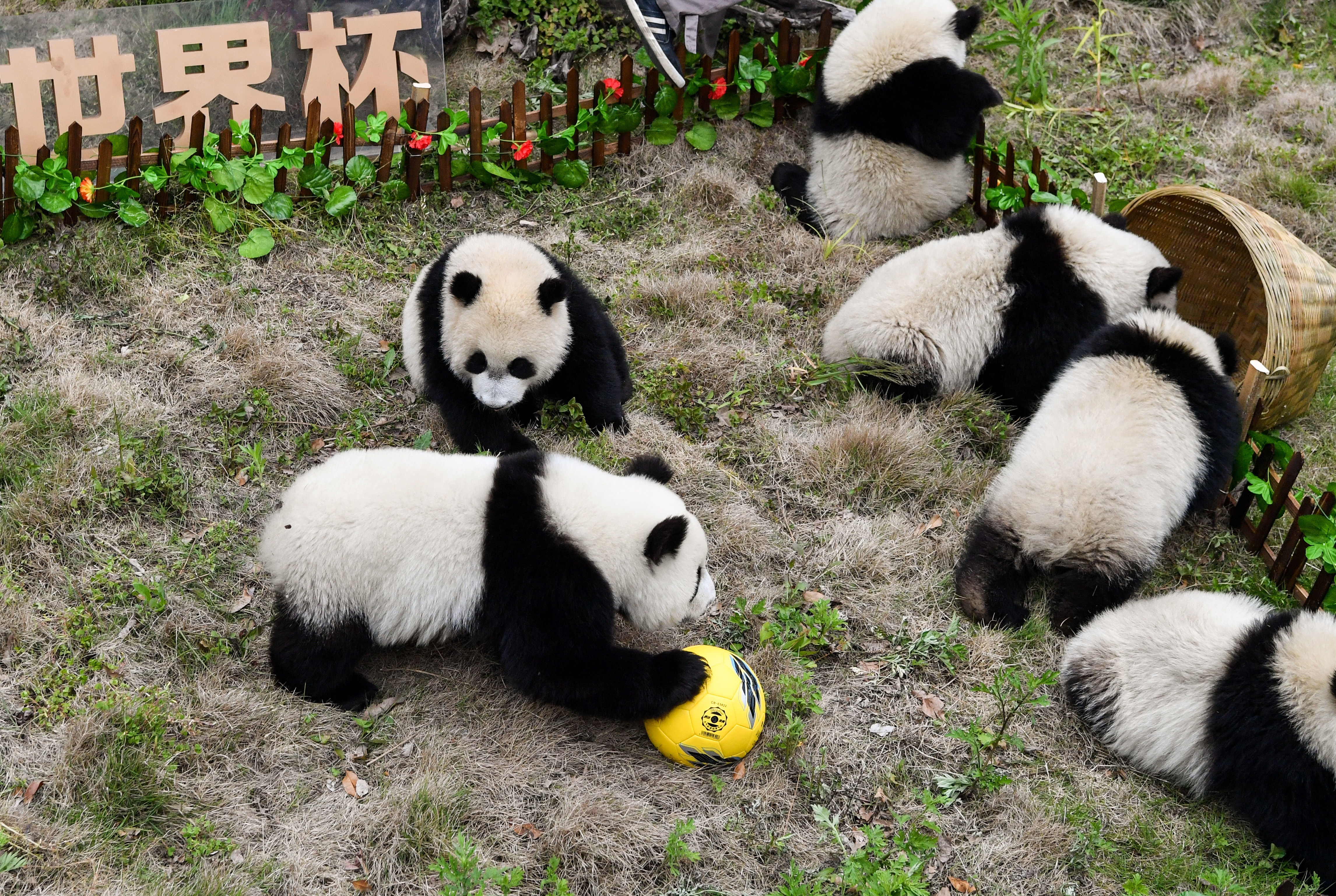14일(현지시간) 중국 쓰촨성 워룽 판다 자연보호구역에서 1살이 채 안 된 새끼 판다들이 월드컵 개막 축하 행사의 일환으로 축구 경기를 펼치고 있다.[사진출처 : 연합뉴스]