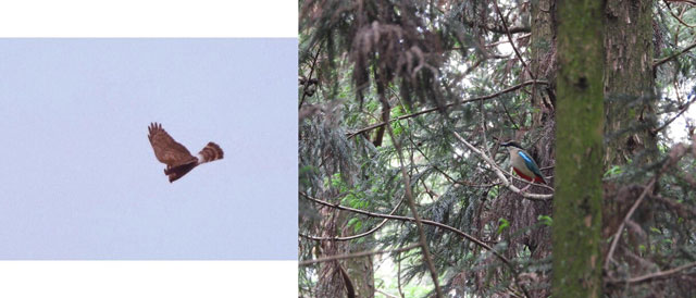 올해 2월과 5월 비자림로 공사 구간에서 각각 발견된 멸종위기종 잿빛개구리매(좌, 천연기념물 제323-6호)와 팔색조(우, 천연기념물 제204호) 비자림로 시민모임 제공