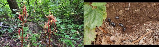 멸종위기 야생생물 Ⅱ급 식물·곤충인 으름난초(좌)와 애기뿔소똥구리(우)