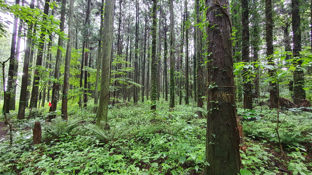 벌목과 도로포장이 예정된 비자림로 삼나무숲 모습