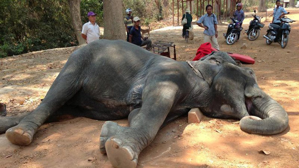 지난 22일 캄보디아 앙코르와트에서  관광객을 태우다 죽은 코끼리(사진 체인지)