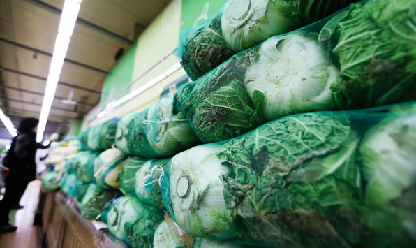 지난 23일 오후 서울 양재동 농협하나로클럽 양재점을 찾은 고객들이 채소 코너를 둘러보는 모습. 농수산식품유통공사에 따르면 배추 한 포기 가격은 지난해보다 53.9% 상승했다. 