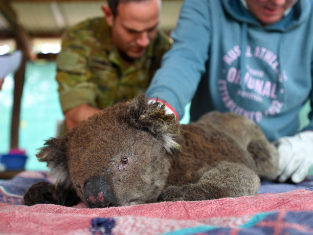 10일 산불 피해지인 호주 캥거루섬에서 구조된 코알라가 봉사자들에게 치료를 받고 있다. [사진 출처 : 유럽 보도사진 통신사(EPA)]