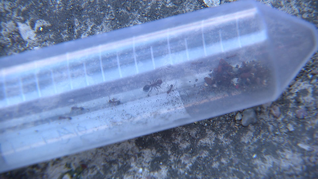 국내에서 발견된 붉은불개미. 크기가 다양한 개미가 떼로 모인 게 특징이다.