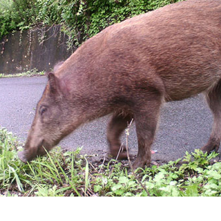 [특파원리포트] 후쿠시마 ‘방사능’ 멧돼지…변종·외래종 출현