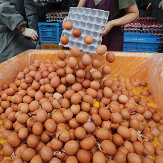 ‘농약 검출 달걀’에 불안감 증폭…정부 “인체에 해롭진 않아”