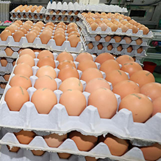 “살충제 달걀 납품받은 식품업체 2곳 확인…전량 폐기”