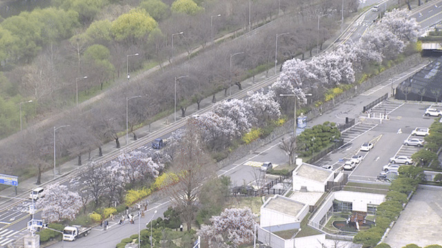 서울 벚꽃 언제?…기후위기로 빨라지고 변동성 커지고