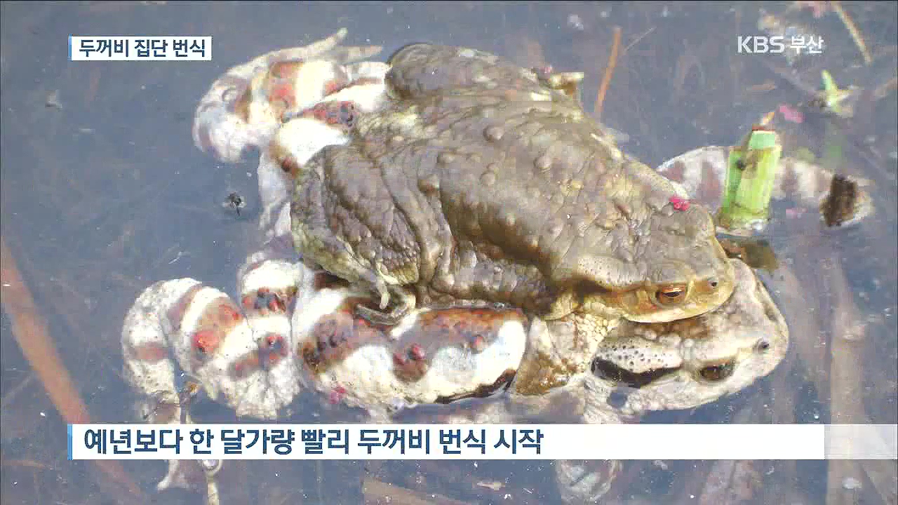 도심 공원서 두꺼비 집단 번식…생태계 '건강'