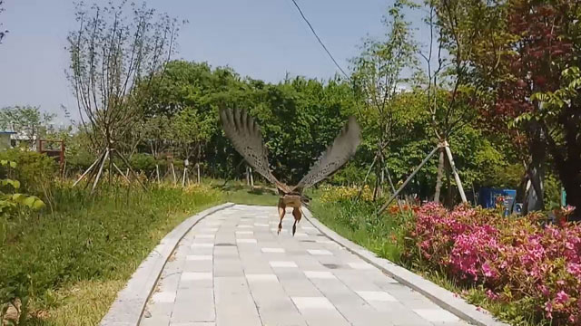 황조롱이가 방사돼 자연으로 돌아가고 있다.
