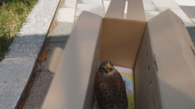 황조롱이를 방사할 준비를 하고 있다.
