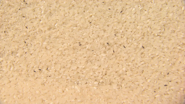 쌀벌레 ‘쌀바구미’가 흰쌀 검은 점처럼 자리 잡고 있다.