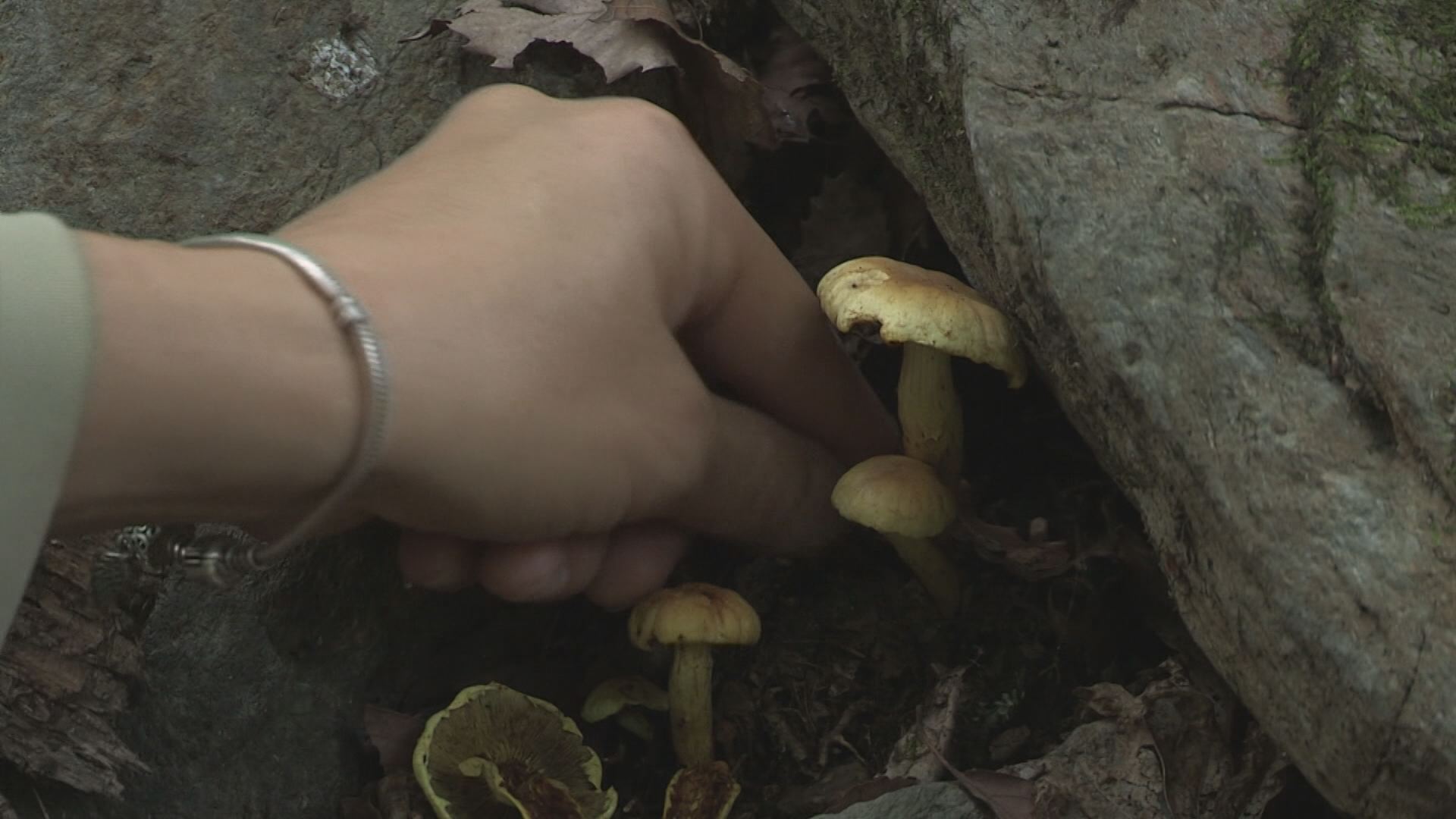 자연에서 쉽게 발견되는 야생 버섯, 섭취 시 즉시 119에 신고해야