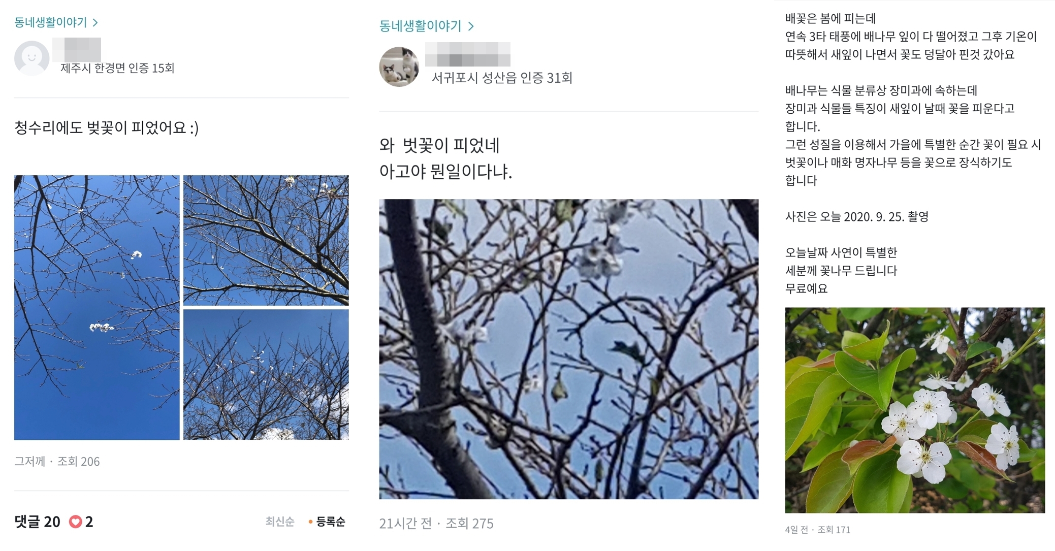 지역 온라인 커뮤니티에 올라온 ‘가을 벚꽃’ 목격담