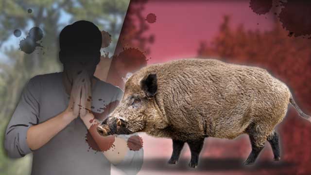 3년 만에 발생한 멧돼지 사망 사고 '충격'