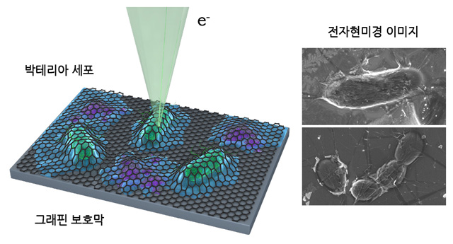 KAIST 연구팀이 세계 최초로 포착한 살아 있는 대장균 세포 이미지(오른쪽). 그래핀 액상 셀을 이용한 대장균 세포 관찰 방법(왼쪽) [사진제공: KAIST]