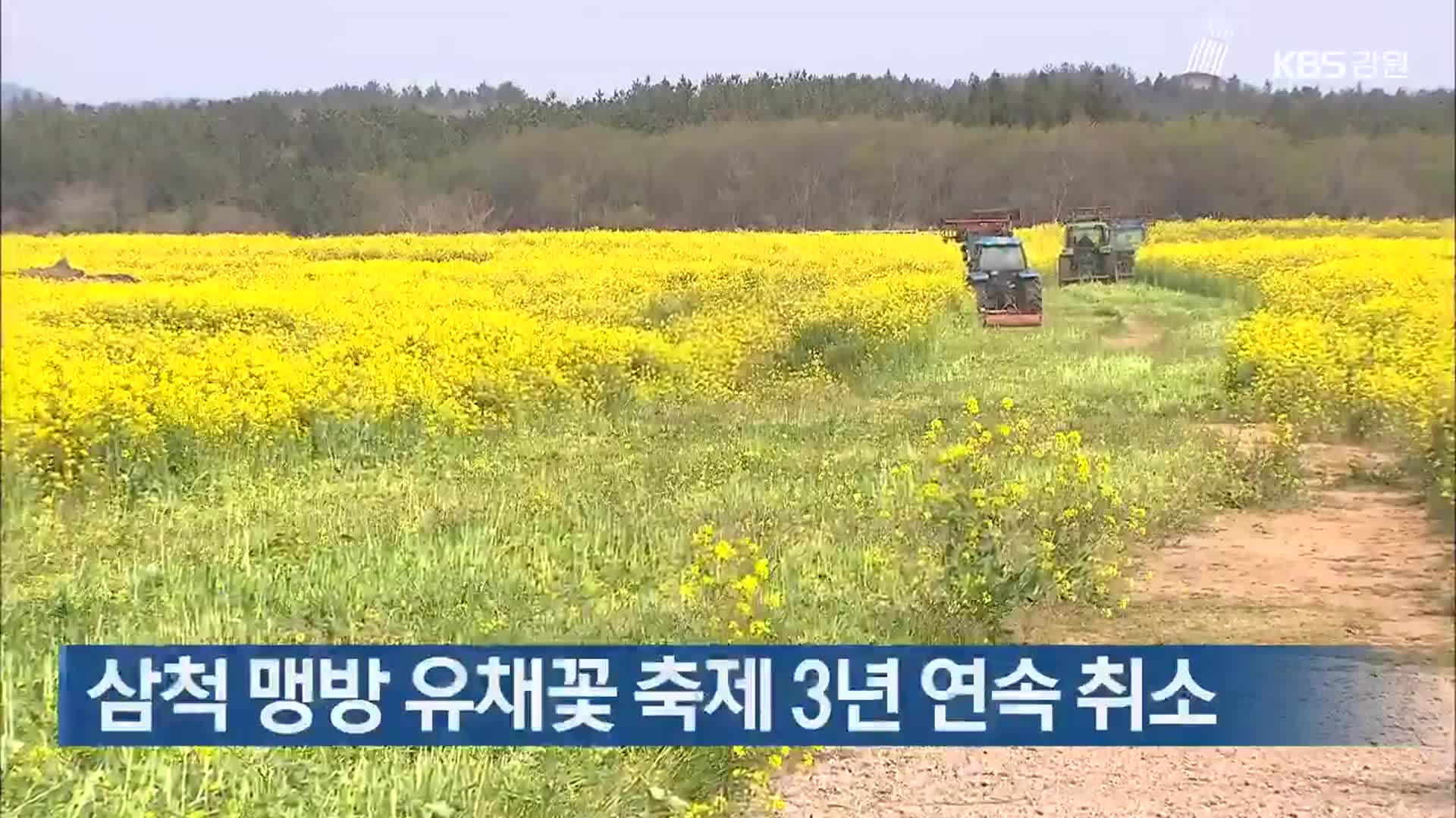 삼척 맹방 유채꽃 축제 3년 연속 취소