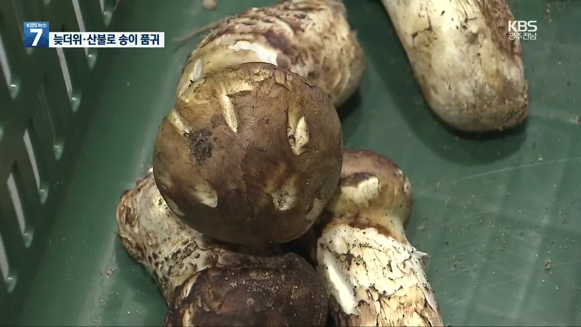 금송이' 된 송이버섯…1Kg 백만 원에 조기 폐장까지