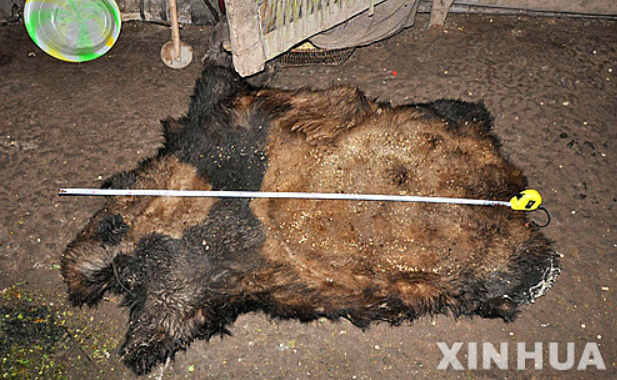 2015년 중국 정부가 판다 밀렵꾼에게 압수한 자이언트 판다 가죽
