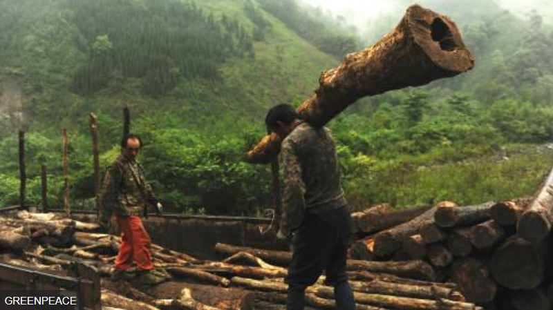 국제환경단체 그린피스의 2015년 보고서에 첨부된 쓰촨성 벌목 장면.