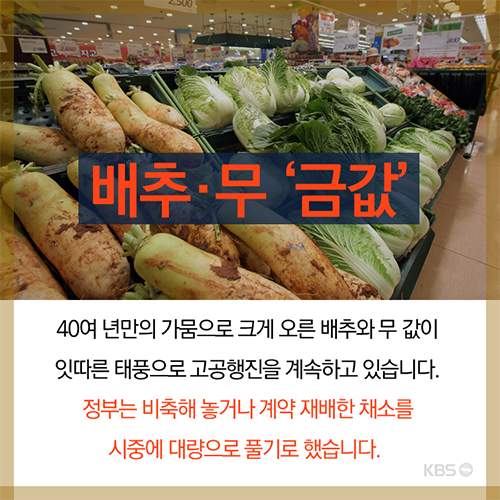 배추, 무 가격 오름세 지속