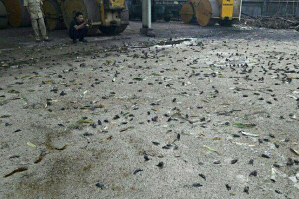 발리 섬 카랑아셈 리젠시 암라푸라 지역에서 떼죽음을 당한 채 발견된 참새들. 