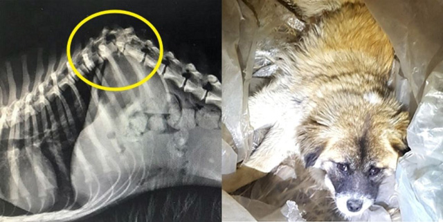 발견 당시 유기견(귀동이)의 모습(우)과 척추 골절 엑스레이 사진(좌)