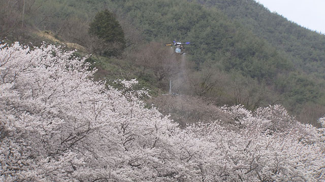 하동군청이 화개장터 벚꽃 군락지 주변에 드론 방역을 하고 있다.