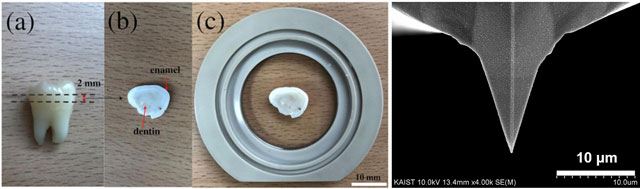 치아 표본의 가장 바깥쪽이 법랑질(왼쪽). 원자간력 현미경 탐침 사진(오른쪽)