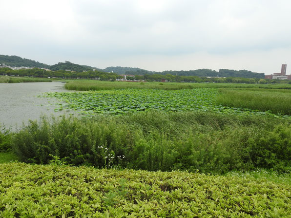 안산 화랑 저수지. 붉은귀거북은 도시 공원 연못이나 저수지에 많이 서식한다.