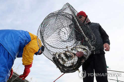 통발을 이용해 도루묵을 잡고 있다. 현지에서 통발을 구입해 바닷물에 던져놓으면 통발 안으로 도루묵이 들어가 쉽게 잡을 수 있다.