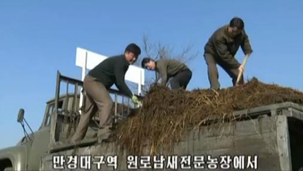  자동차에 실은 거름(퇴비)이 평양 만경대구역 원로남새전문농장에 도착했다. 농부들이 '포크'로 보이는 농기구를 이용해 거름을 하역하고 있다. 비료가 부족한 북한에서는 거름이 농사에 없어서는 안 될 중요한 유기질 비료다. 