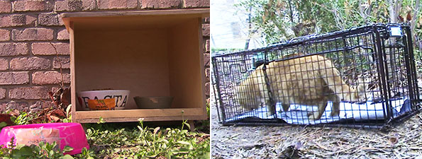 삼육대학교 내의 길고양이 급식소(왼쪽)와 연세대학교 길고양이 중성화 사업 모습(오른쪽)