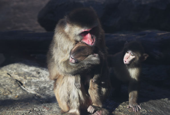 경기도 용인시 에버랜드에서 일본원숭이가 새끼를 품에 안고 있다. 일본원숭이는 영하 20도의 추위와 눈 속에서도 잘 견디기 때문에 ‘스노 몽키-Snow Monkey’라고도 불린다.