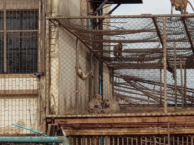 건물에 철창이 설치돼 원숭이의 접근을 막고 있지만, 오히려 원숭이들의 놀이터로 사용되고 있다.
