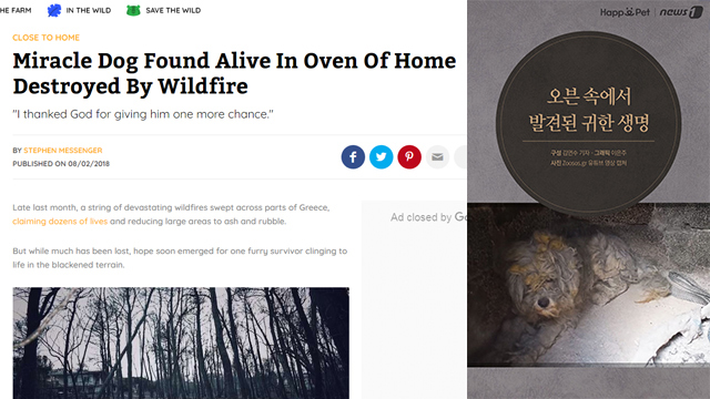 동물전문매체 ‘더도도’가 보도한 그리스 산불 당시 벽돌 오븐에 들어가 살아남은 유기견 기사