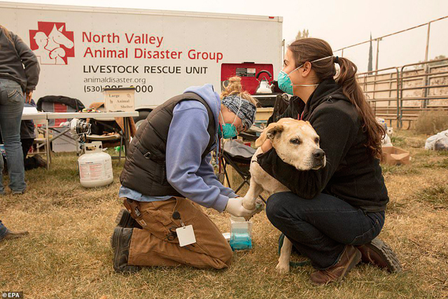 재난 상황에서 다친 동물들을 이동 진료·치료하고 있는 구조대원들. 뒤로 North Valley Animal Disaster Group Livestock Rescue Unit이라는 글씨가 눈에 띈다. 노쓰 밸리 동물 재난 구호팀의 이동 진료 차량이라는 뜻.