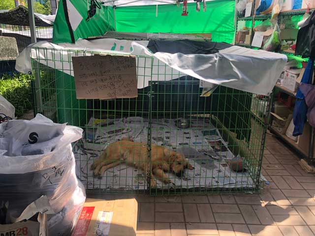 국회 앞 교통섬에 마련된 임시보호소의 대형견. 봉사자들이 적어놓은 ‘목줄금지’라는 문구가 눈에 띈다. 이곳의 개들은 개농장에서의 아픈 기억(도살을 위해 끌고갈 때 목 부위를 잡아서 들고 가는) 때문인지 목줄 부위를 잡아 데려가려 할 때면 유독 예민하게 반응한다.