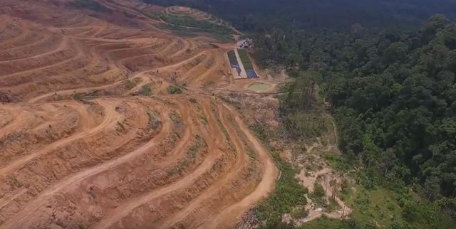 두리안 농장을 만들기 위해 훼손된 말레이시아 산림