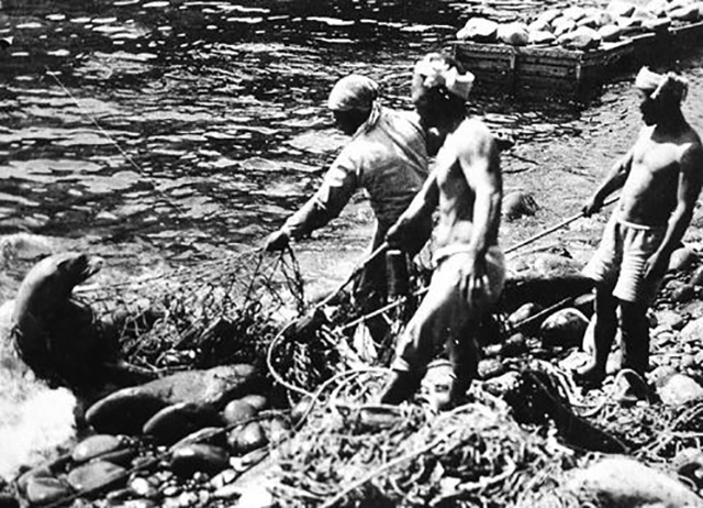 일본 어민이 1934년 독도에서 그물에 잡힌 강치를 끌어올리고 있다. 일본의 남획으로 독도 강치는 멸종됐다. 서해문집 제공