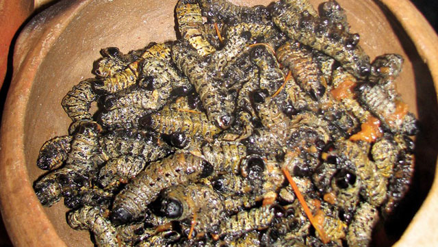 아프리카 나미비아에서 ‘별미’로 여겨지는 모파인 벌레로 만든 요리. 모파인 벌레는 이렇게 생겼지만, 남아공 ‘식용곤충 요리’ 전문 식당에서는 이를 가루로 만들어 음식을 만들어낸다.
