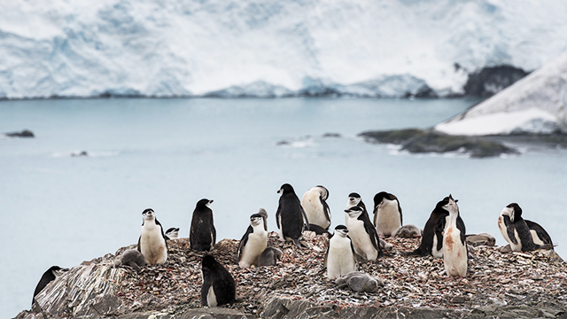올 2월 남극 시모어 섬의 일 최고기온이 20.75℃까지 올라가 역대 최고를 기록했다.