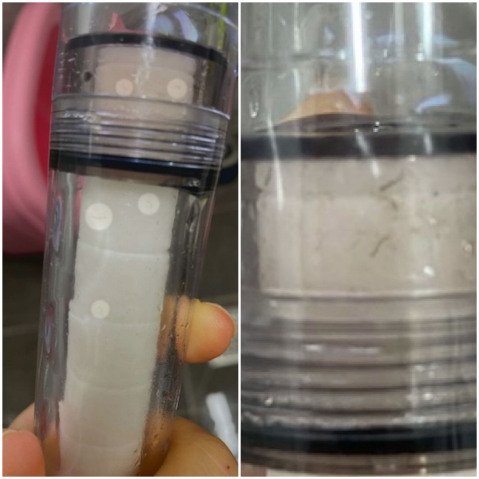 서귀포시 보목동 한 가정집 샤워기 필터에서 발견된 유충 [사진 출처 : 시청자]