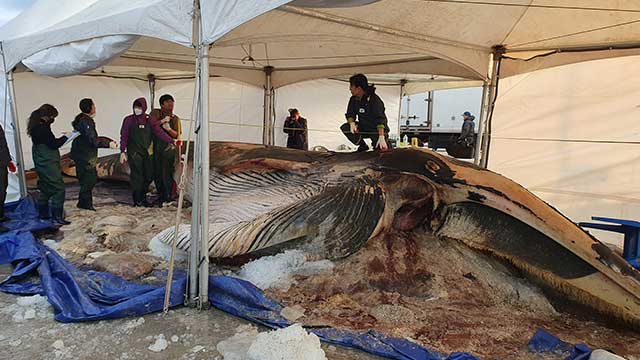 3일 오전 제주시 한림 항에서 국내 최초로 대형고래 사체에 대한 공동 부검이 진행되고 있다.