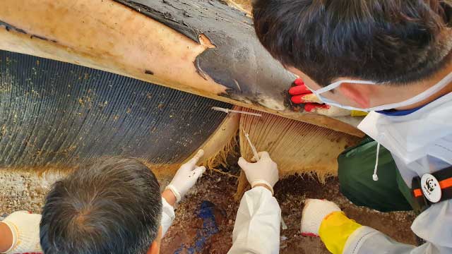3일 오전 제주시 한림 항에서 국내 최초로 대형고래 사체에 대한 공동 부검이 진행되고 있다. 연구진이 고래수염을 확인하고 있다.
