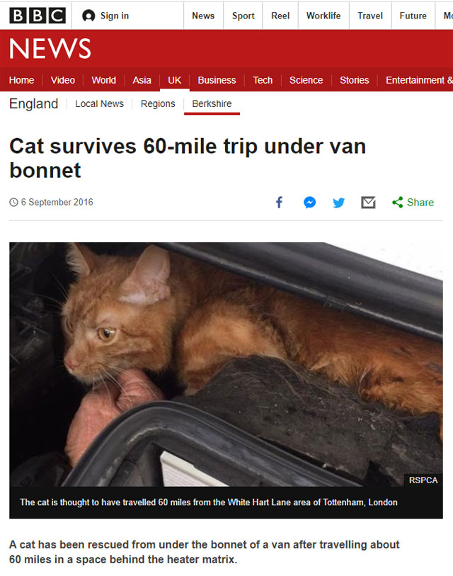 지난 2016년 영국 BBC에서는 밴 차량의 보닛 아래 탄(?) 채 100㎞ 가량을 이동한 고양이가 무사히 구조됐다는 기사를 보도했다