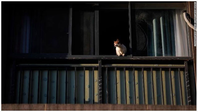 중국 우한에서 지난달 16일 고양이 한 마리가 창틀 위에 앉아 있다.(사진 출처: CNN 홈페이지)
