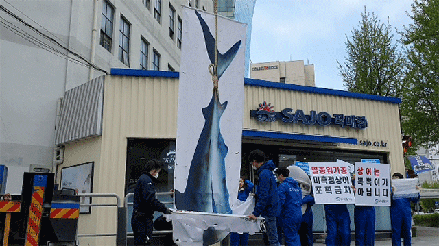 오늘(21일) 서울 서대문구 사조산업 본사 앞. 환경운동연합 회원들이 미흑점상어가 매달린 모습이 그려진 현수막을 들어 올리는 퍼포먼스를 하고 있다.