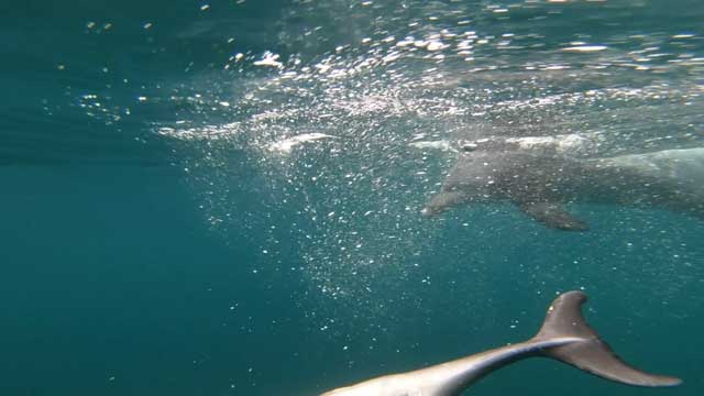 수면 아래로 가라앉은 새끼 돌고래를 들쳐 올리기 위해 어미가 물속으로 따라 들어오는 모습. 국립수산과학원 제공