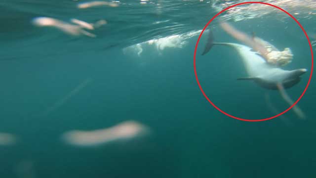 수면 아래로 가라앉은 죽은 새끼 돌고래를 어미 돌고래가 들어 올리려 하고 있다. 국립수산과학원 제공